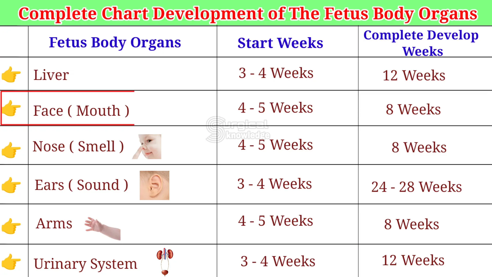 התפתחות הפנים והפה בעובר