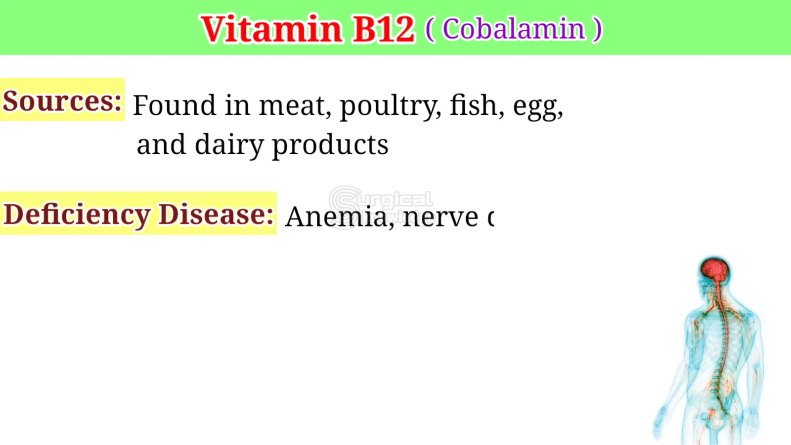מקורות ויטמין B12
