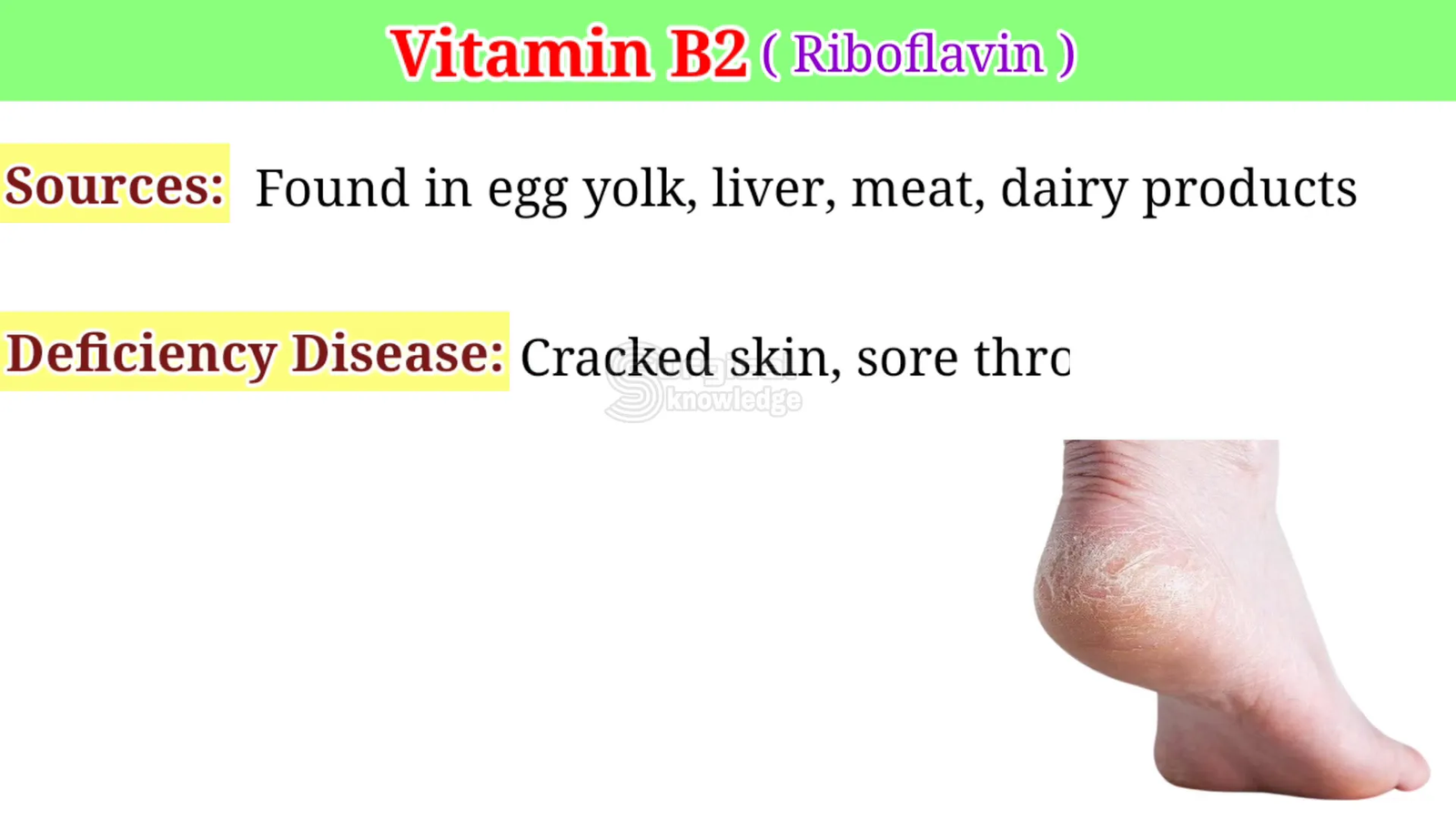 מקורות ויטמין B2